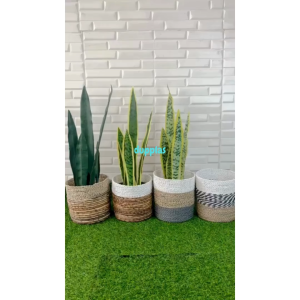 Pohon Artificial Tanaman Hias Lidah Mertua Latex Variasi Warna Cover Anyaman Seagrass Dekorasi Studio Hiasan Meja Kantor