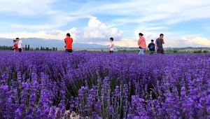 Loherbs 薰衣草花 Lavender Flower Tea 疏解压力 松弛神经 花茶 Flower Tea