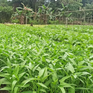 BENIH KANGKUNG BANGKOK LP-1 - Isi 500 Benih CAP PANAH MERAH