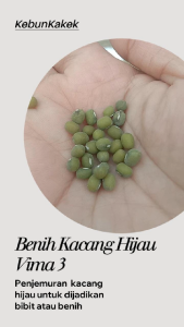 Bibit Benih Kacang Hijau Kwalitas Super isi 1 kg vima 3