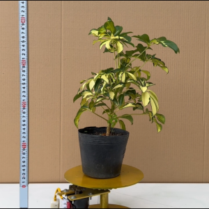 Cây Ngũ Gia Bì Cẩm Thạch (Cây Đuổi Muỗi) Cây Cảnh Sân Vườn - Cây Đông y