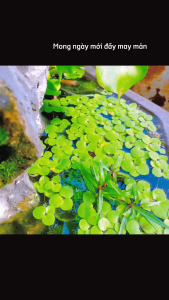 1 Nhánh Bèo Nhật Trồng Thủy Sinh Trang Trí Hồ Cá Betta Guppy Ngoài Trời