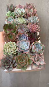 ComBo 21 cây Sen Vỉ (2-3cm) xuất xứ Đà Lạt già cây thuần khí hậu. ( giao ngẫu nhiên )