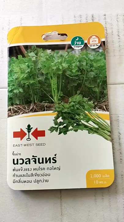 เมล็ดขึ้นฉ่าย นวลจันทร์ ศรแดง 2,000 เมล็ด ลอตใหม่