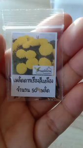 50 เมล็ด ดาวเรืองสีเหลือง ดอกใหญ่ เมล็ดดาวเรืองสีเหลือง เมล็ดดาวเรือง ดาวเรือง