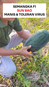 Benih Semangka Sun Bao 6 BIJI Known You Seed