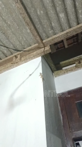 Racun Cicak Cicaku Pembasmi Cicak Cream Oles Pengusir Anti Cicak