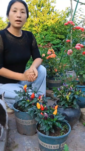 Biji Benih Cili Padi PelangiRainbow Pepper Seeds (30 Seeds)