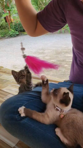 Royal Canin Cat โรยัลคานิน อาหารเม็ดแมว ขนาด 400g 1.2 Kg และ 2 Kg