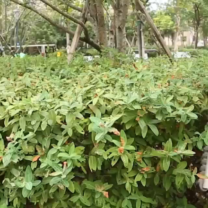 LSWJS เครื่องตัดแต่งกิ่งไม้ไร้สาย เครื่องตัดกิ่งไม้ไร้สาย เครื่องตัดแต่งกิ่ง เลื่อยตัดแต่งกิ่งสวน เลื่อยตัดแต่งกิ่งไม้ไร้สาย เครื่องมื ตัดหญ้าไร้สาย