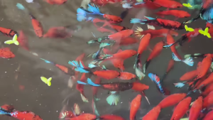 Cám YEE Fighting Fish (70gram): CÁM CHÌM SIÊU ĐẠM tốt nhất cho Guppy/Betta/Cá Cờ hỗ trợ kích màu đậm - tăng trọng - lớn tạng nhanh và HOÀN TOÀN KHÔNG GÂY ĐỤC NƯỚC