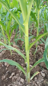 Gisentro 560 SC 250ml: Herbisida Super Pengendali Gulma Pengganggu Tanaman Jagung