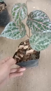 Paket 5 Batang Bibit Sirih Merah