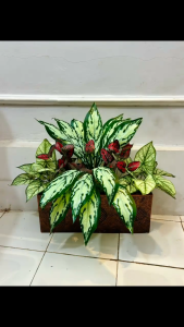 Tanaman hias tembok rumah partisi ruangan dingding mewah dekorasi kantor cafe hiasan Sudut bawah rumah