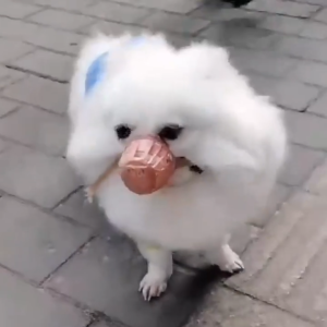 Rọ mõm Chó bằng lưới nhựa thoáng mát không quàng đầu (mẫu mới) - Love Pets Shop