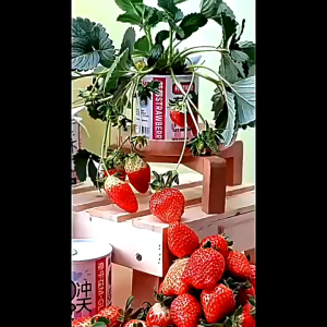 Paket Berkebun Menanam Tanaman Benih Bibit Biji Bunga Buah Sayur ST0134