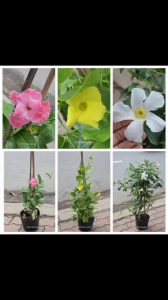 Cây hoa leo ban công đẹp ưa nắng dễ trồng và chăm sóc ra hoa quanh năm tạo không gian sống xanh mát và thư giãn