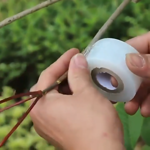 เทปพันตายาง ตรานางเงือก ขนาด 2 ซม. เทปพันทาบกิ่ง เทปพันกิ่งไม้ พลาสติกใส เหนียว ทนทาน