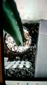 Racun Tikus Cair Maowang Hologram B