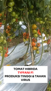 Benih Unggul Tomat Hibrida TYFFANI F1 50 Biji Cap Bunga Matahari Produksi Tinggi & Tahan Virus