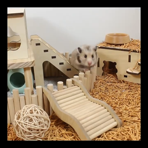 บ้านไม้เนื้อแข็ง ของเล่น อุปกรณ์แต่งกรงหนูแฮมสเตอร์ กระรอก ชูก้า สัตว์เลี้ยงขนาดเล็ก