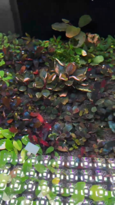 [Aquatic Plant] Submerged Bucephalandra Helena Dark Angel Anubias Bucep Rare Plants Low Tech Aquarium Aquascaping 辣椒榕
