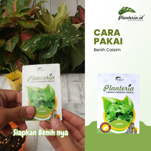 Benih Caisim Kemasan Urbanfarming Bersertifikat 200 butir