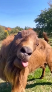 Milk Thistle Tablet: A Dynapharm Product for Liver Support & Digestive Health