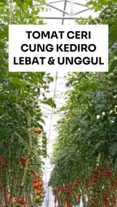 Benih Tomat Cery CUNG KEDIRO 10 gr Asli Cap BENIH INTI Lebat Unggul