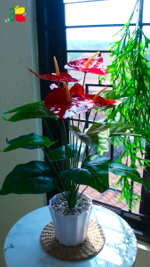 Tanaman Plastik Bunga Anthurium Merah BK5 B8170: Hiasan Bunga Artificial Ruang Tamu & Pojok Rumah