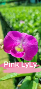 HOA LAN PINK LYLY