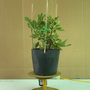 Cây Sung Mỹ - Cây Cảnh Quan Phong Thủy