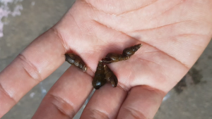 Siput Trumpet (8 pcs per pack) aquarium accessory for pet supplies.