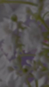 MADAM CO ENHANCED FORMULA SET