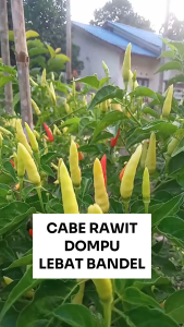 Benih Cabe Rawit Putih DOMPU 10 Gram Asli Cap TIGA DAUN Lebat Bandel