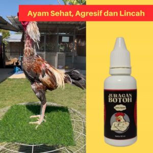 Vitamin Ayam Bangkok Juragan Botoh Biar Sehat