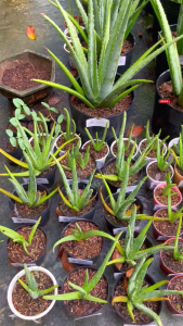 [SHIP TÁCH CHẬU_BẦU] 04 Cây nha đam giống Thái_Mr.Tấn cây cao từ 30-40cm chuẩn giống F1 GIỐNG BẸ TO cho năng suất cao.