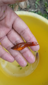 PROMOSI PROMOSI !!!!!  BORONG IKAN SWORDTAILS 10 EKOR