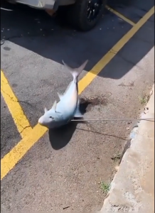 As Baja Hitam Bintik 7mm Panjang 100cm: Panduan Lengkap