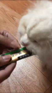 YTL ขนมเเมวเลีย1 บาท อาหารสัตว์เลี้ยง แมว อาหารเปียก อาหารสัตว์ มีให้เลือก3รส แมวเลีย อาหารแมว ขนมแมว 15g