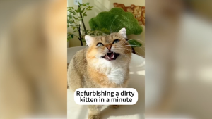3 in1 Brush Kucing / Sikat Uap Kucing / Brush Spray Kucing