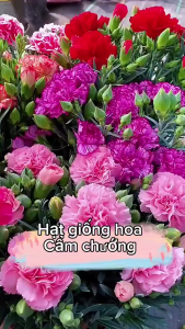 Hạt giống hoa cẩm chướng lùn nhiều màu -gói 50 hạt