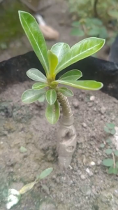 Bibit Bunga Kamboja Jepang Warna-Warni