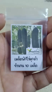 10 เมล็ด ฟักแฟงไข่มุกดำ เมล็ดฟักแฟงไข่มุกดำ ฟักไข่มุกดำ เมล็ดฟักไข่มุกดำ แฟงไข่มุกดำ เมล็ดแฟงไข่มุกดำ เมล็ดฟัก เมล็ดแฟง