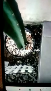 Racun Tikus Cair Maowang Hologram - Solusi Efektif Basmi Tikus Cepat & Aman B