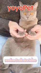 yoyopet : กรรไกรตัดเล็บแมว ที่ตัดเล็บแมว Led ตัดเล็บสัตว์เลี้ยง ทรงกลม ตะไบเล็บ ป้องกันการตัดโดนเส้นเลือดของแมว