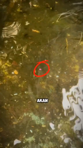 essen ikan nila media umpan pelet esen ikan nila. essen nila media cacing essen lumut no 1 essen ikan nila liar media lumutessen ikan nila liar media lumut paling jitu essen lumut ikan nila liar essen ikan nila media pelet essen cacing ikan nila