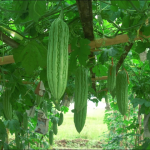 Benih Paria Valera F1 Isi 10 Gram Cap Tiga Daun