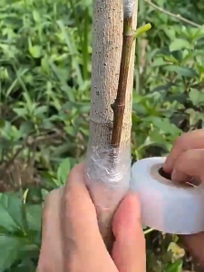 Stretchable Grafting Tape for Fruit Tree & Garden Plants - 10pcs Multipack 3cm/5cm/10cm x 200m Polyethylene Budding Film