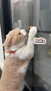 KUCINGJER Malaysia Natural Cat Seed Catnip Cat Grass Rumput Kucing Cat Snack Rotatable Licking Treat Toy Snacks Mainan Kucing